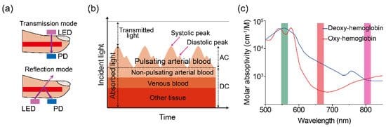 Red and green light absorbance by blood.