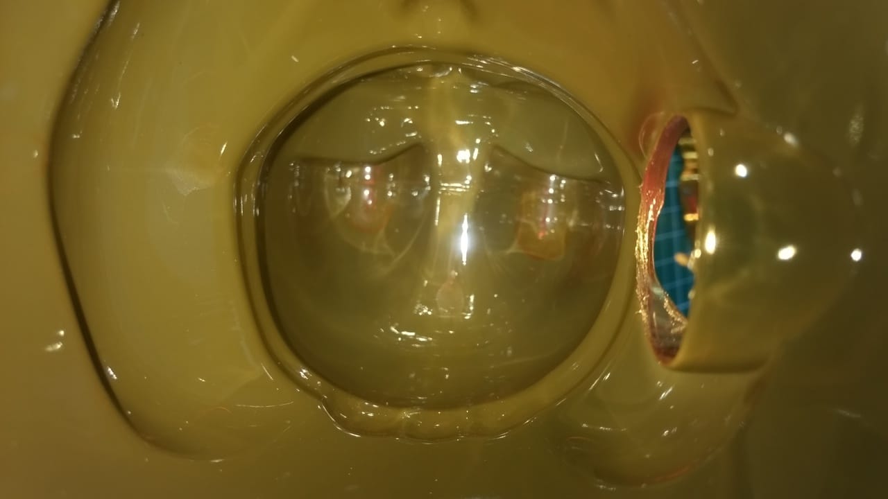 The internal space of the cat.